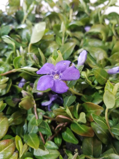 Guide to Planting Deer-Resistant Vinca Myrtle (Periwinkle) Ground Cover:  Tips & Techniques"
