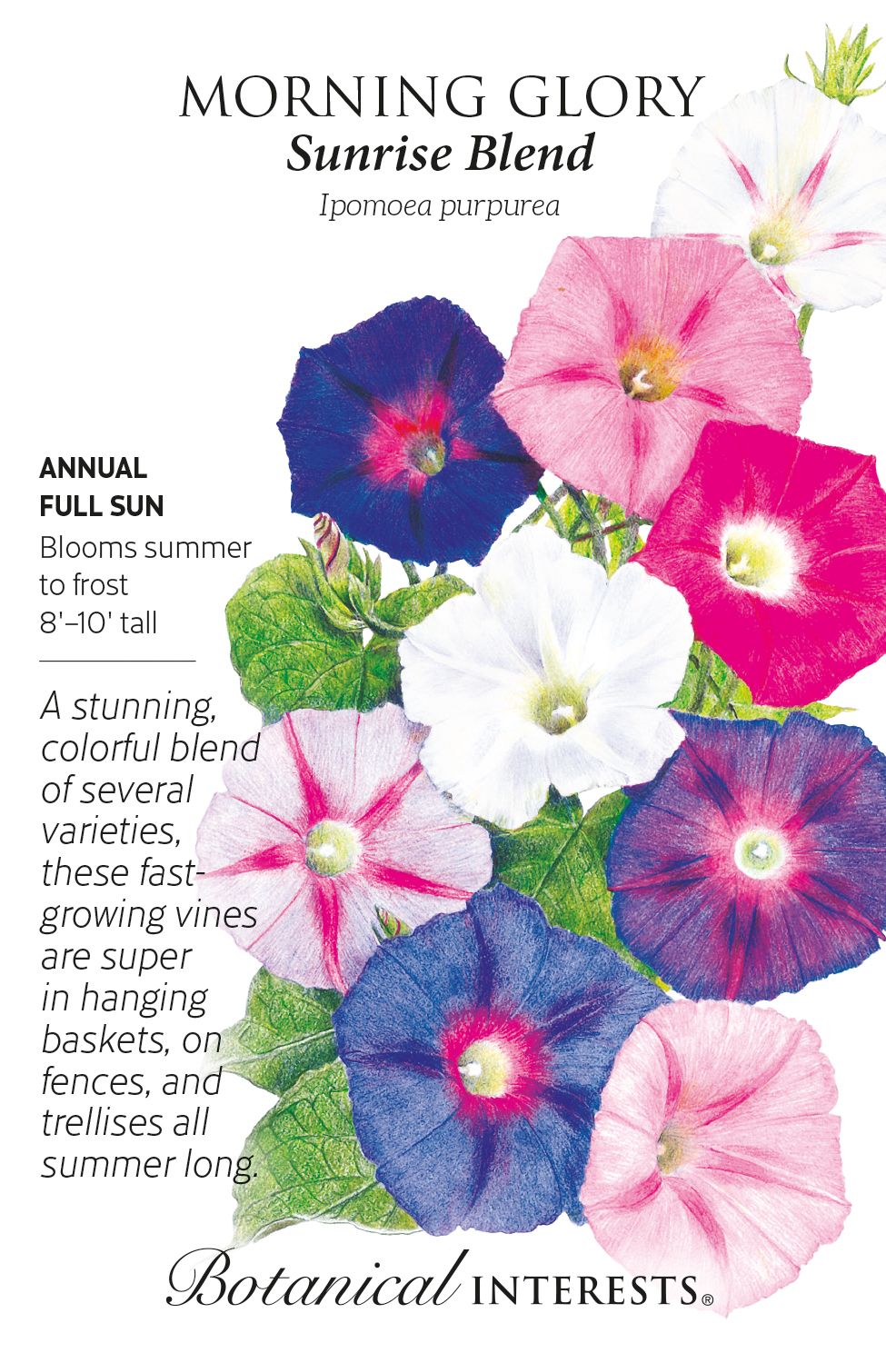 Botanical Interests Morning Glory Sunrise Blend Seeds