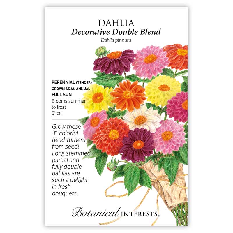 dahlia by seed Botanical Interests Dahlia Decorative Double Blend Seeds