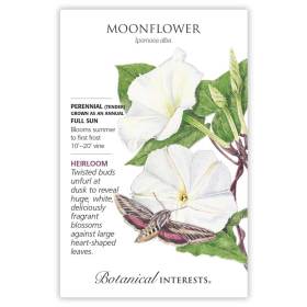 plant moonflower seeds Botanical Interests Moonflower Seeds