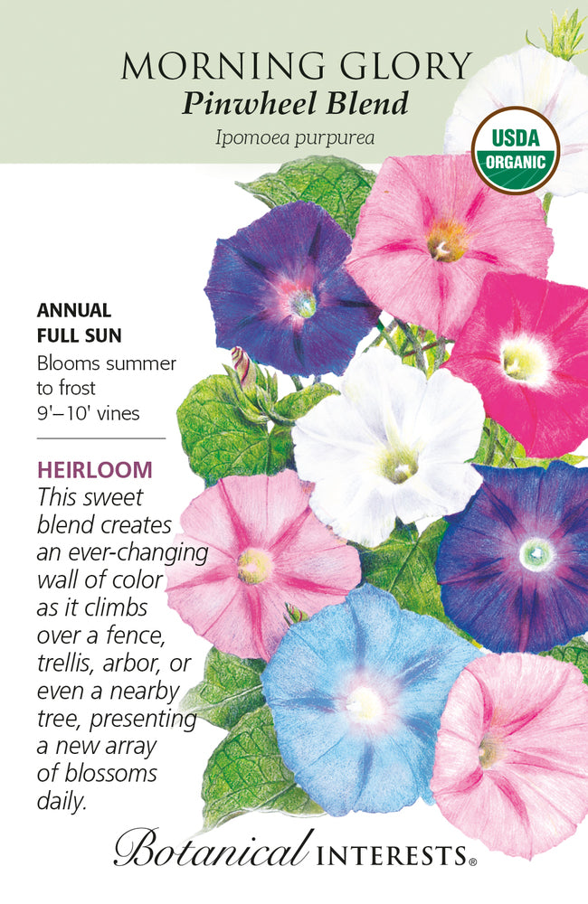 Botanical Interests Morning Glory Pinwheel Blend Organic Seeds
