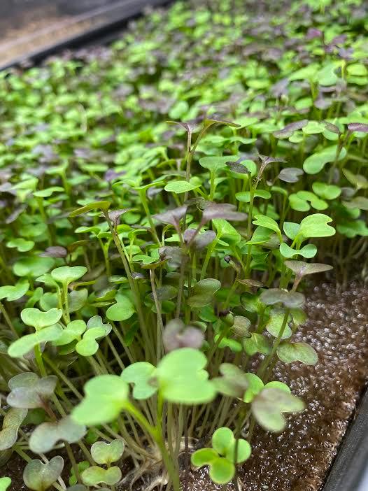 MicroGreens Grow Tray Experiment