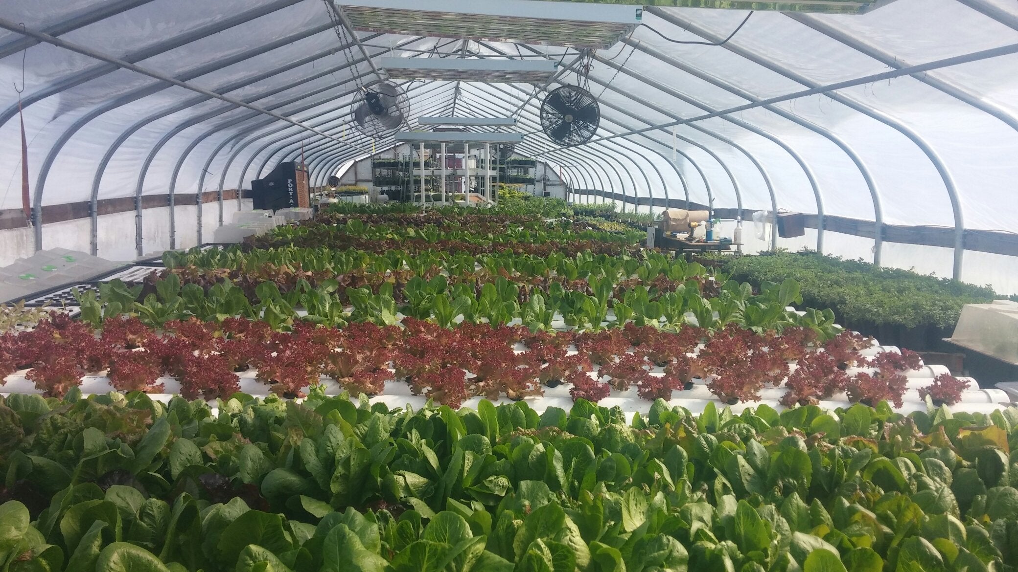 Hydroponic Shops Near Me Provide a Unique Experience for Indoor Gardeners