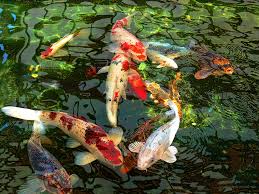 Koi Pond & Fish Food