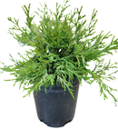 Gold Thread Cypress 1 Gallon