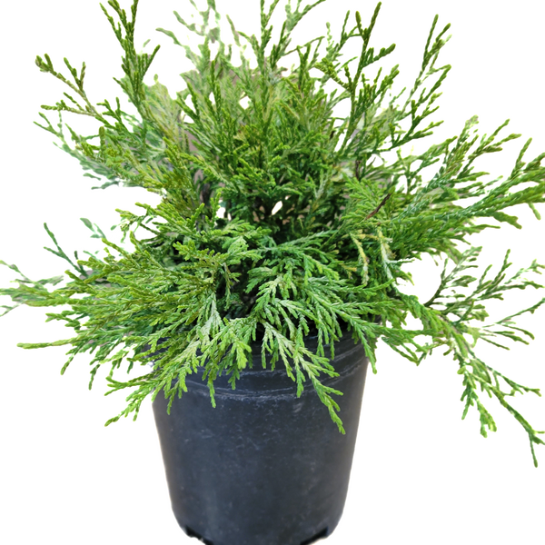 golden thread plant Gold Thread Cypress 1 Gallon