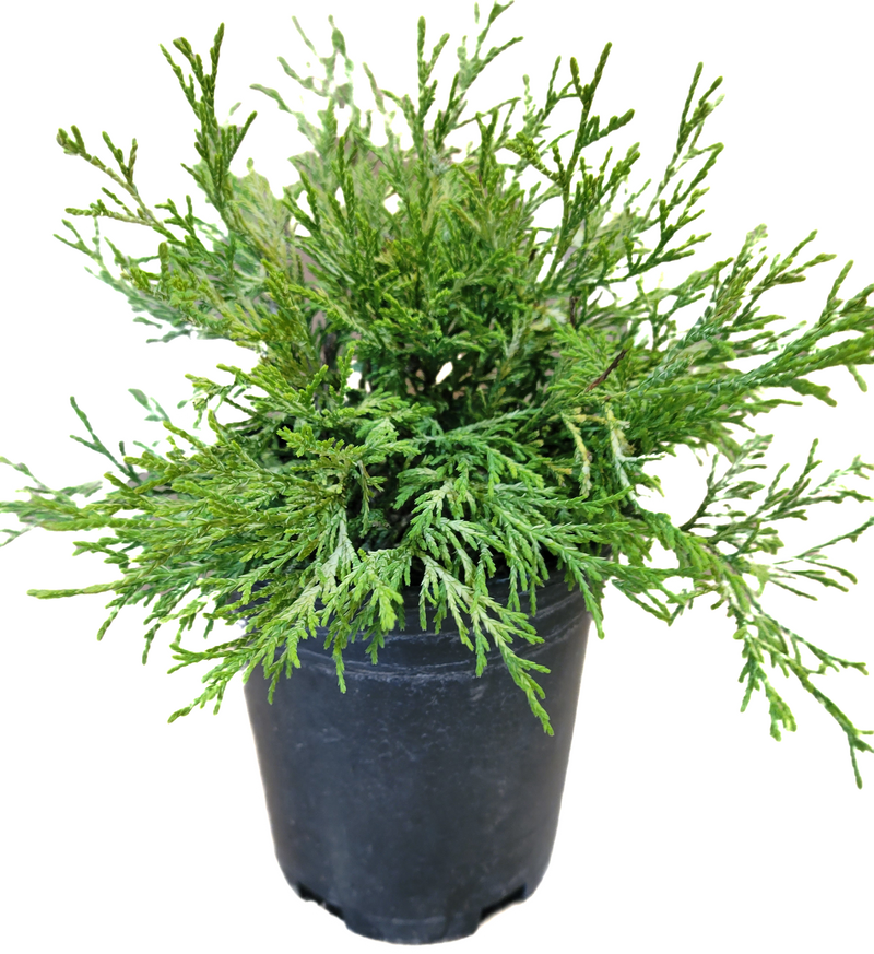 Gold Thread Cypress 1 Gallon