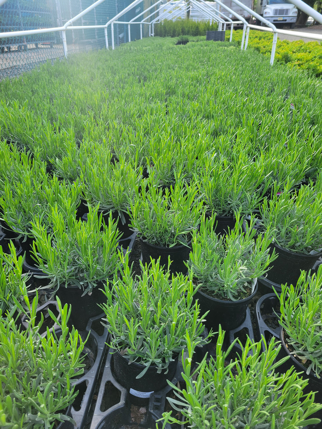 lavender phenomenal plant Lavender Phenomenal 1 Gallon