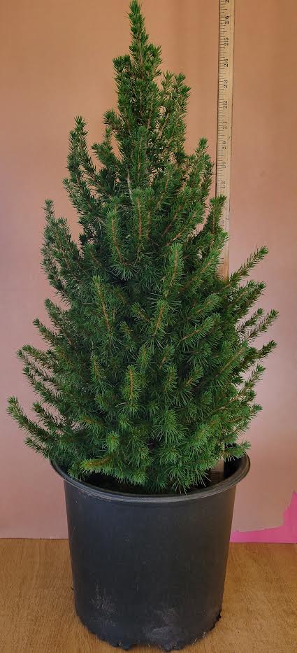 spruce indoor plants Dwarf Alberta Spruce 1 Gallon