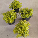 Creeping Jenny 4-Pack