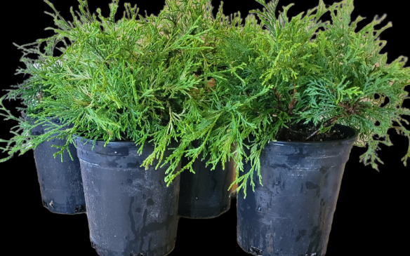 Gold Thread Cypress 1 Gallon