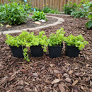 Row of small potted plants on a beige surface with a plain background