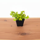 Golden Creeping Jenny Ground Cover 4-Pack, 4" Pots, Zones 3–9