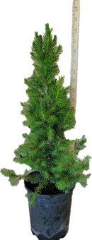Dwarf Alberta Spruce