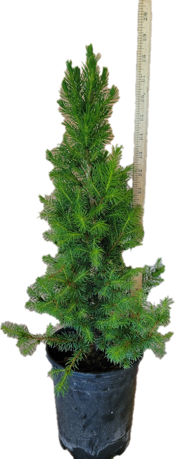 Dwarf Alberta Spruce