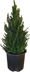Dwarf Alberta Spruce