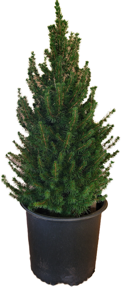 Dwarf Alberta Spruce
