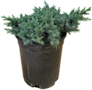 Blue Star Juniper 1 Gallon
