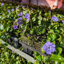 Vinca Minor Bowles 50 count Flat