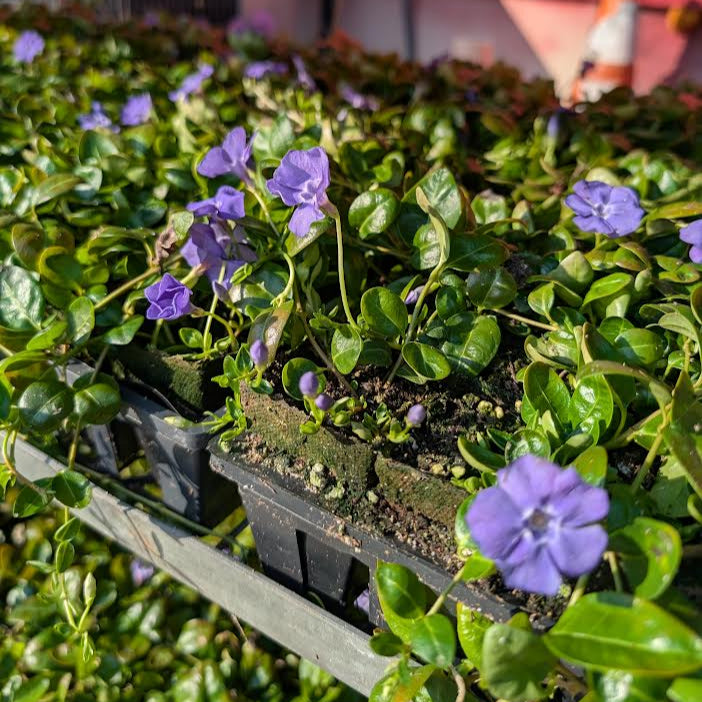 Creeping Myrtle Vinca