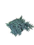 Blue Star Juniper 1 Gallon