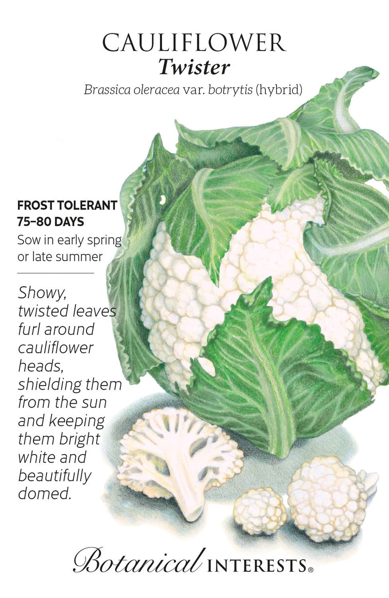 Botanical Interests Cauliflower Twister Seeds