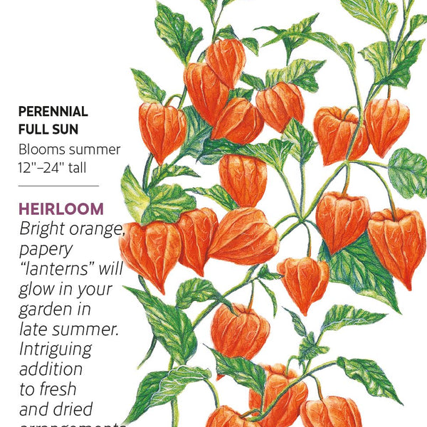 chinese lantern plant seeds Botanical Interests Chinese Lantern Flower Seeds