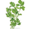Botanical Interests Parsley Italian Giant Organic Seeds