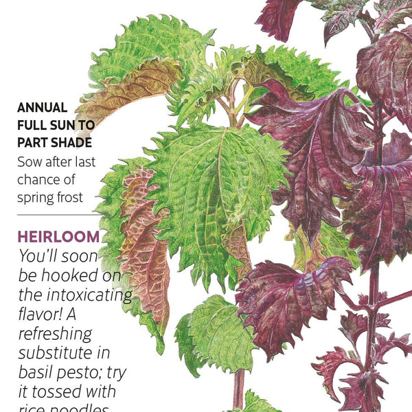 shiso plant seeds Botanical Interests Shiso Perilla Green & Red Seeds