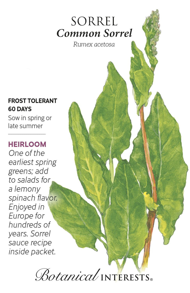 sorrel plant seeds Botanical Interests Sorrel Common Seeds