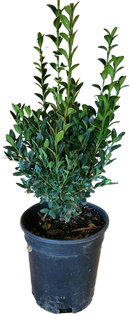Boxwood Green Mountain 1 Gallon
