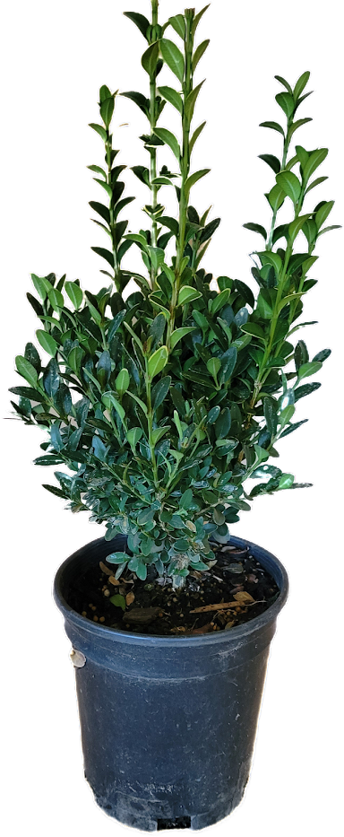 Boxwood Green Mountain 1 Gallon