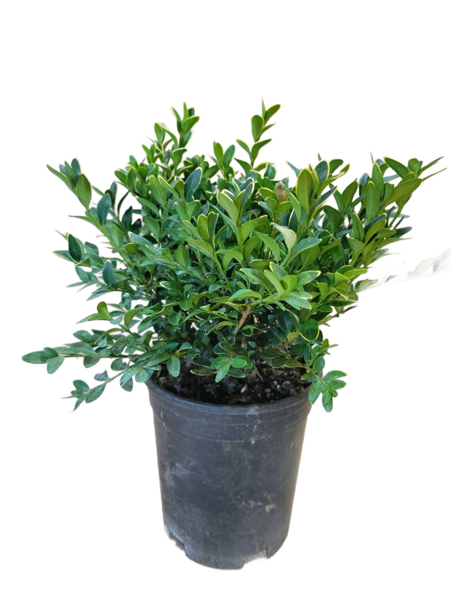 Boxwood Green Velvet 1 Gallon | Buxus Hybrid Evergreen Shrub for Hedges