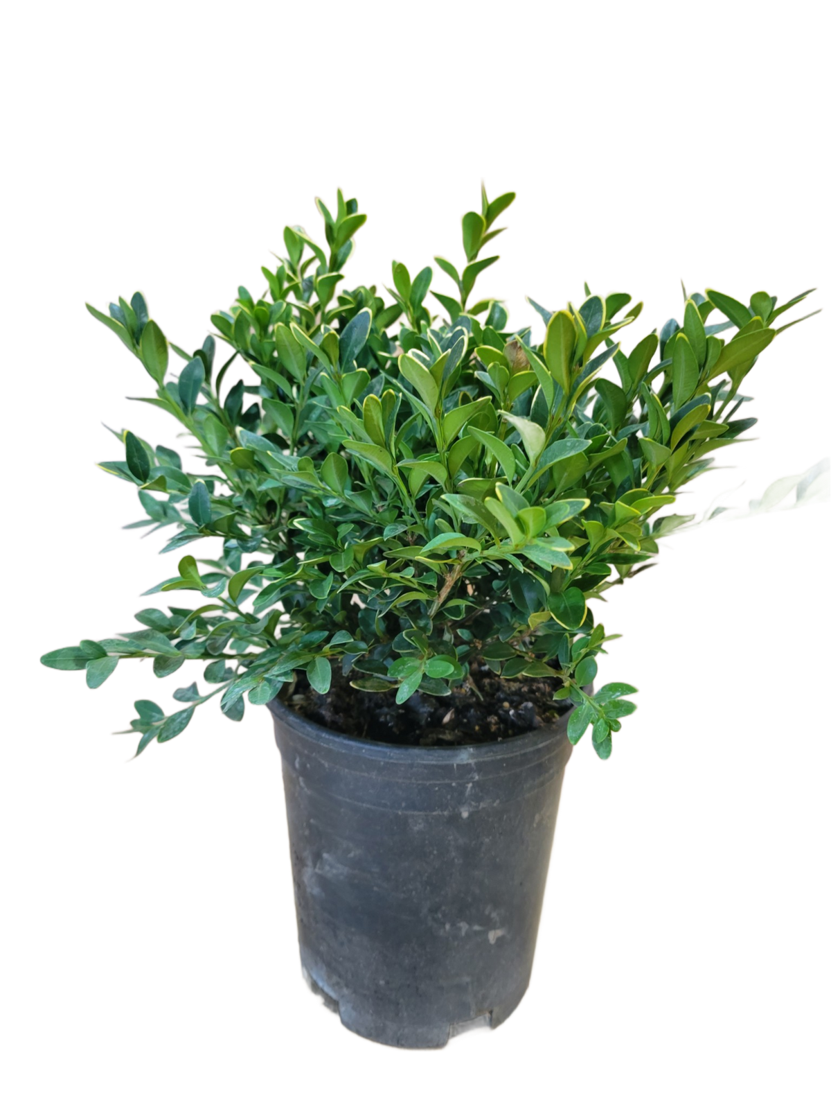 BoxwoodGreenVelvet1Gallon_1200