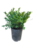 Boxwood Green Velvet 1 Gallon