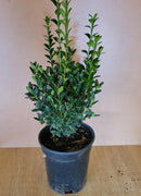 Boxwood Green Mountain 1 Gallon