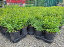 Boxwood Green Velvet 1 Gallon