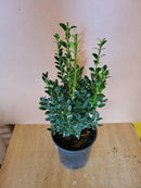 Boxwood Green Mountain 1 Gallon