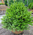 Boxwood Green Velvet 1 Gallon
