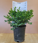 Boxwood Green Velvet 1 Gallon