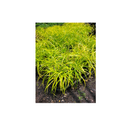 Carex Everillo 1 Gallon