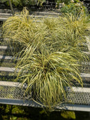 Carex Evergold Sedge (1-Gallon Pot)