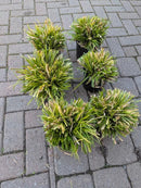 Carex Everillo Sedge 1 Gallon - Bright Golden-Yellow Foliage Shade Perennial Zones 5-9