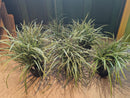 Carex Ice Dance Sedge (1-Gallon Pot)