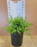 Gold Thread Cypress 1 Gallon