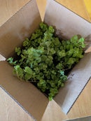 Golden Creeping Jenny Ground Cover 4-Pack, 4" Pots, Zones 3–9