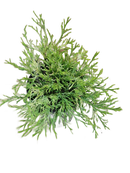 Gold Thread Cypress 1 Gallon