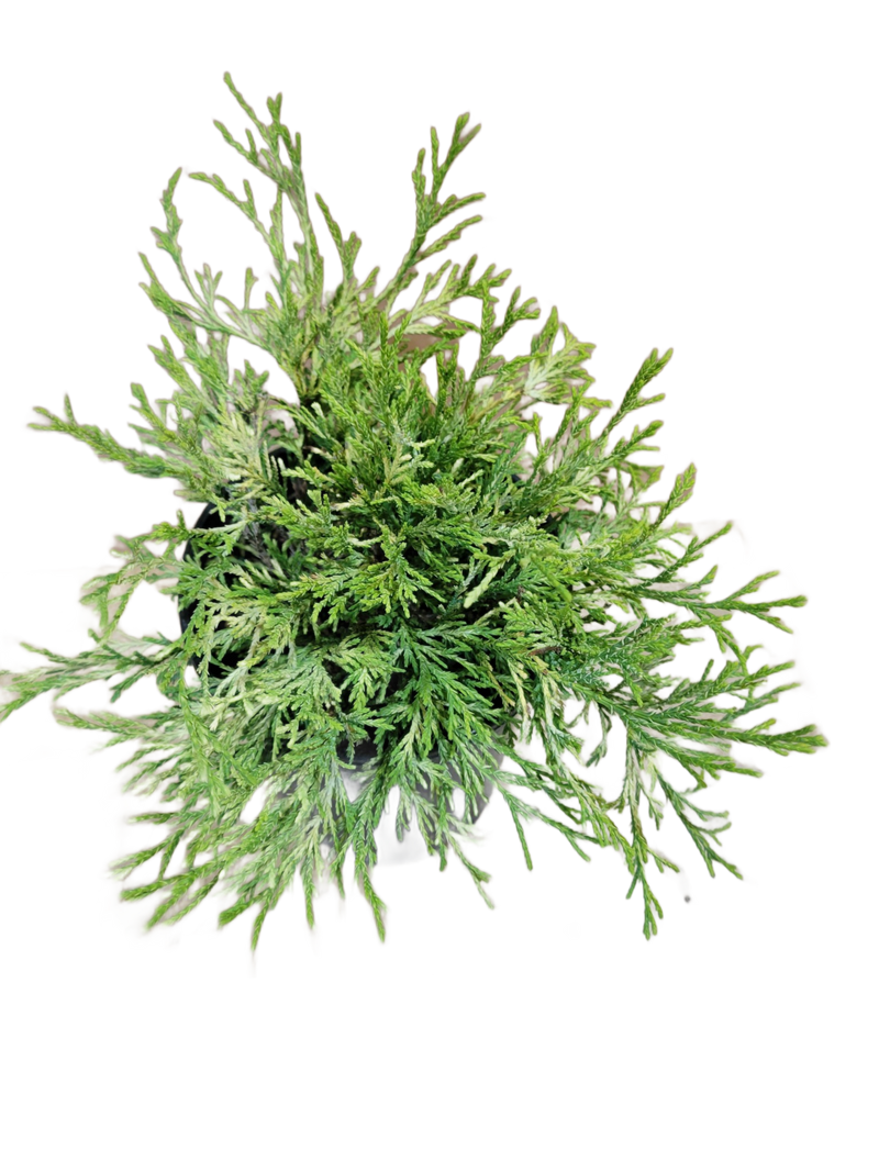 Gold Thread Cypress 1 Gallon