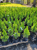 Dwarf Alberta Spruce