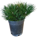 Dwarf Mugo Pine 1 Gallon